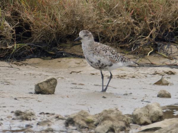 <h3><a href="/trips/ebro/biota/animalia/chordata/aves/024 charadriiformes/009 charadriidae/pluvialis squatarola/pluvialis squatarola-nl.html">Pluvialis&nbsp;squatarola</a> / Grey&nbsp;plover / Zilverplevier</h3>OM-1 Mark II met M.300mm F4.0 + MC-14, 1/2000 sec  bij F5.6, ISO 800